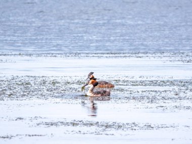 İki su kuşu çiftleşme oyunu Great Crested Grebes. İki su kuşu, Great Crested Grebes gölde yüzer. Büyük ibikli grebe, Podiceps kristali, su kuşları familyasının bir üyesidir.