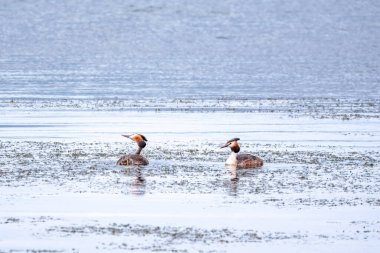 İki su kuşu, Great Crested Grebes gölde yüzer. Büyük ibikli grebe, Podiceps kristali, su kuşları familyasının bir üyesidir..