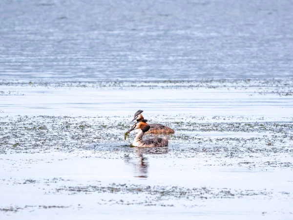 Ігри Двох Водоплавних Птахів Great Crested Grebes Два Водоплавних Птахи — стокове фото
