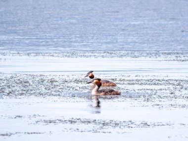 İki su kuşu, Great Crested Grebes gölde yüzer. Büyük ibikli grebe, Podiceps kristali, su kuşları familyasının bir üyesidir..