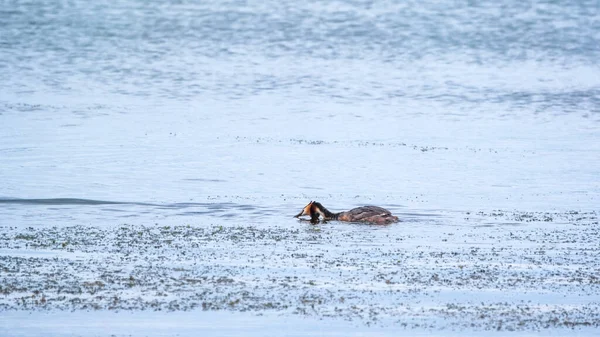 Great Crested Grebe Nage Dans Lac Calme Grand Grèbe Crête — Photo