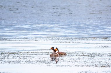 İki su kuşu çiftleşme oyunu Great Crested Grebes. İki su kuşu, Great Crested Grebes gölde yüzer. Büyük ibikli grebe, Podiceps kristali, su kuşları familyasının bir üyesidir.