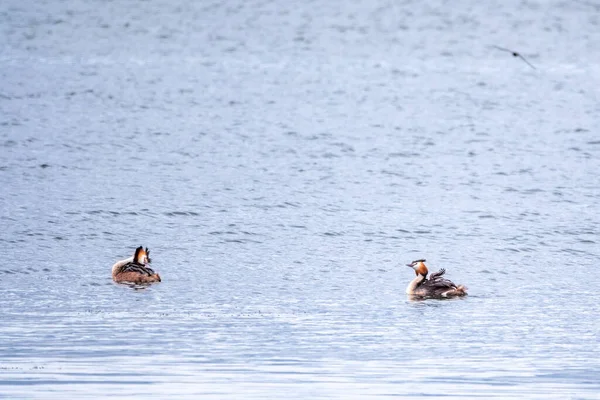 Zwei Atemberaubende Erwachsene Haubentaucher Podiceps Cristatus Schwimmen See Einer Der — Stockfoto