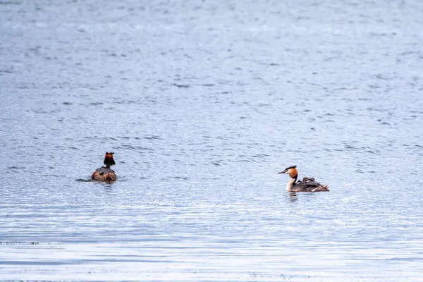 Dos Impresionantes Adultos Gran Cresta Grebe Podiceps Cristatus Nadando Lago —  Fotos de Stock