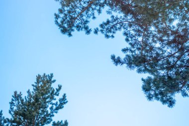 Mavi gökyüzüne karşı çam dalı. Güneşli bir günde ağaç dalları.