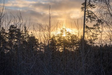 Genç çam ağaçları ve huş ağaçları kış ormanında karlar içinde. Kış Ormanı arka planı