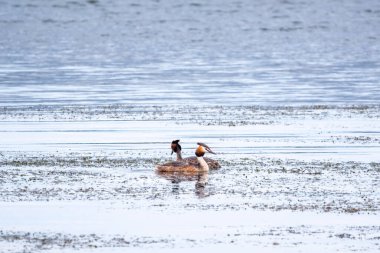 İki su kuşu çiftleşme oyunu Great Crested Grebes. İki su kuşu, Great Crested Grebes gölde yüzer. Büyük ibikli grebe, Podiceps kristali, su kuşları familyasının bir üyesidir.