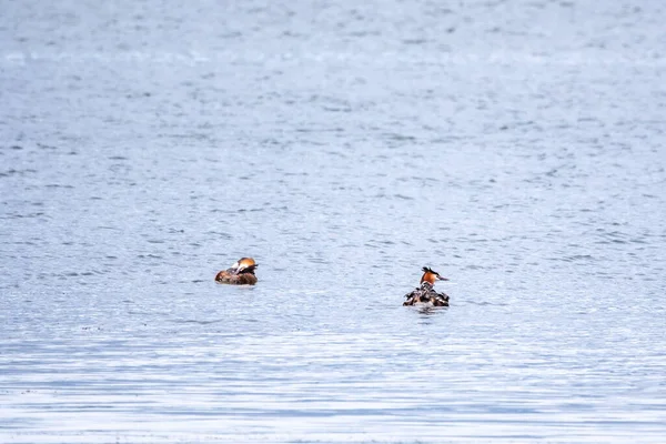 Dwóch Oszałamiających Dorosłych Great Crested Grebe Podiceps Cristatus Pływanie Jeziorze — Zdjęcie stockowe