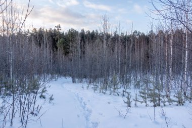 Genç çam ağaçları ve huş ağaçları kış ormanında karlar içinde. Kış Ormanı arka planı