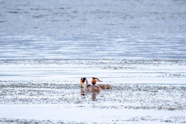 İki su kuşu çiftleşme oyunu Great Crested Grebes. İki su kuşu, Great Crested Grebes gölde yüzer. Büyük ibikli grebe, Podiceps kristali, su kuşları familyasının bir üyesidir.