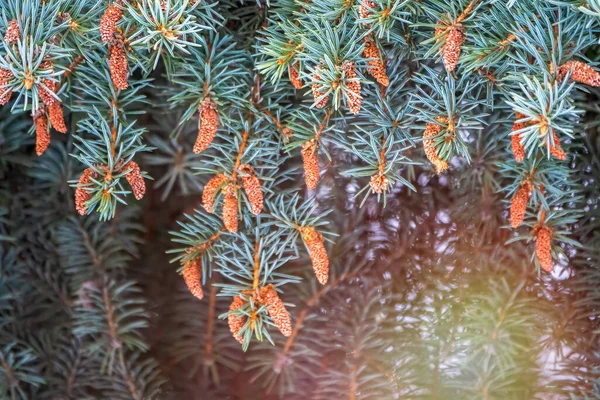 Rami Abete Rosso Verde Inverno Con Nuovi Coni Rami Abete — Foto Stock