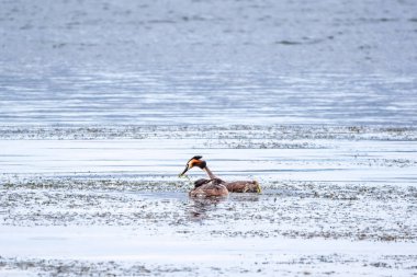 İki su kuşu çiftleşme oyunu Great Crested Grebes. İki su kuşu, Great Crested Grebes gölde yüzer. Büyük ibikli grebe, Podiceps kristali, su kuşları familyasının bir üyesidir.