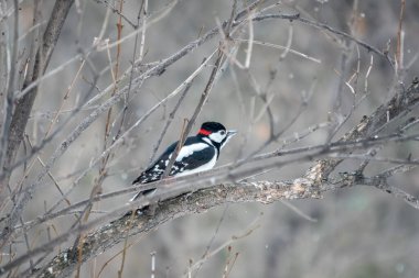 Küçük ağaçkakan bir ağaç dalına oturur. Bir ağaçkakan kışın yapraksız büyük bir ağaçtan yiyecek alır. Kışın ya da sonbaharda kuşların hayatta kalması. Büyük benekli ağaçkakan, Dendrocopos Major