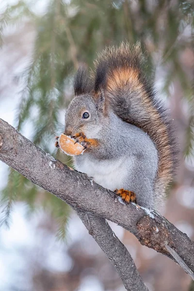 Das Eichhörnchen Mit Der Nuss Sitzt Winter Oder Herbst Auf — Stockfoto