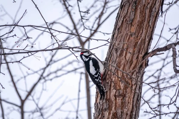 Little Woodpecker Sits Tree Branch Woodpecker Obtains Food Large Tree — Stock Photo, Image