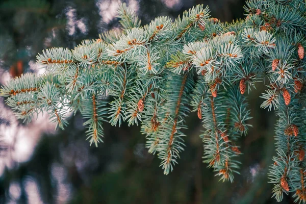 绿色的云杉枝条上长着新的球果 冷杉树的分枝作为背景 圣诞节背景 — 图库照片