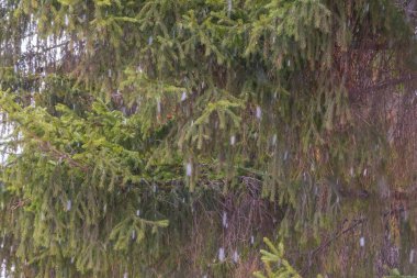 Kışın gün batımında kar altında yeşil köknar dalları. Arka plan olarak köknar ağacının dalları, yakın plan. Noel arkaplanı