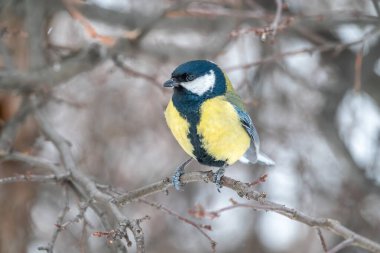 Cute bird Great tit, songbird sitting on a branch without leaves in the autumn or winter. Parus major