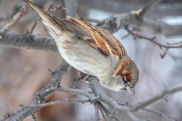 Sparrow Yaprakları Olmayan Bir Dalda Oturuyor Sonbaharda Kışın Bir Dalda — Stok fotoğraf