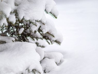 Kar yağışında yeşil ladin dallarında kar. Yılbaşı ağacının yeşil dalları karla kaplı. Doğal kış geçmişi