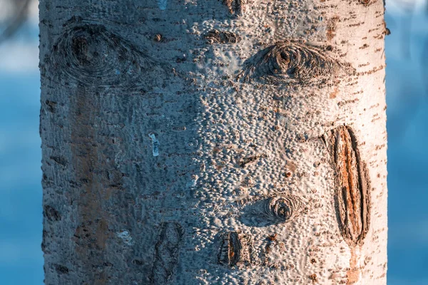 Aspen Bark Texture Aspen Tree Bark Detailed Texture — Stock Photo, Image