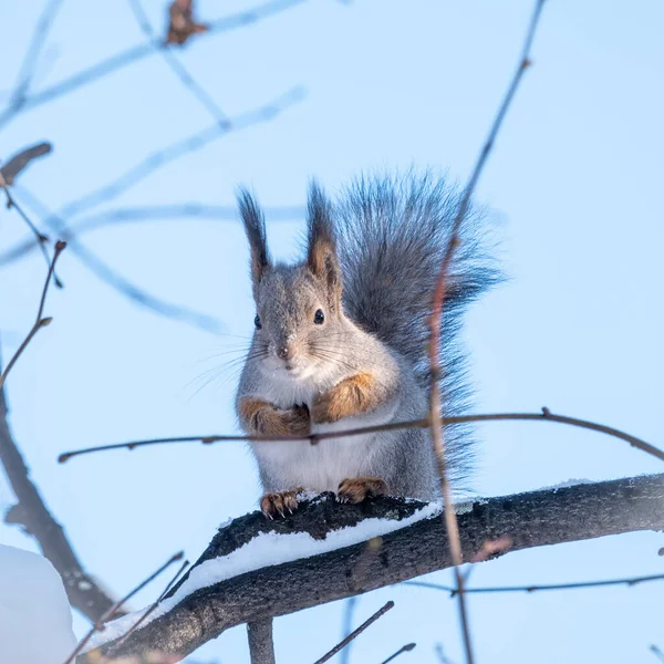 Squirrel Winter Sits Tree Branch Snow Eurasian Red Squirrel Sciurus — Stock Photo, Image