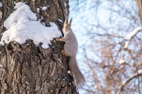 Eichhörnchen Sitzt Winter Auf Einem Baumstamm Mit Schnee Winter Rotes — Stockfoto