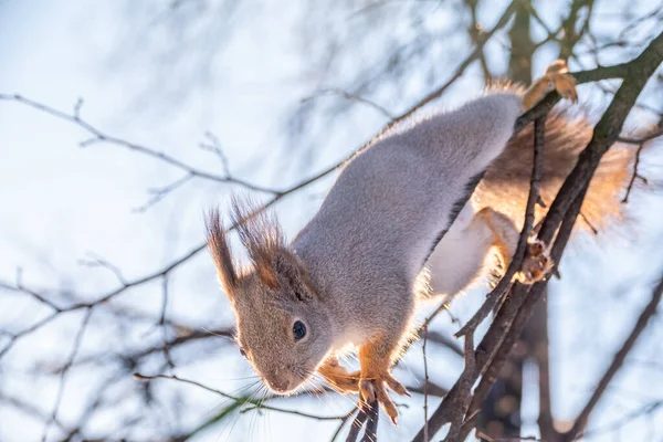 The squirrel sits on a branches without leaves in the winter or autumn. Eurasian red squirrel, Sciurus vulgaris