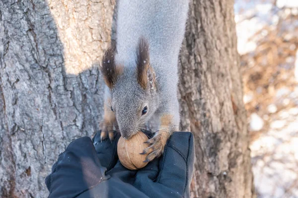 Ardilla Come Nueces Mano Hombre Invierno Ardilla Roja Euroasiática Sciurus — Foto de Stock