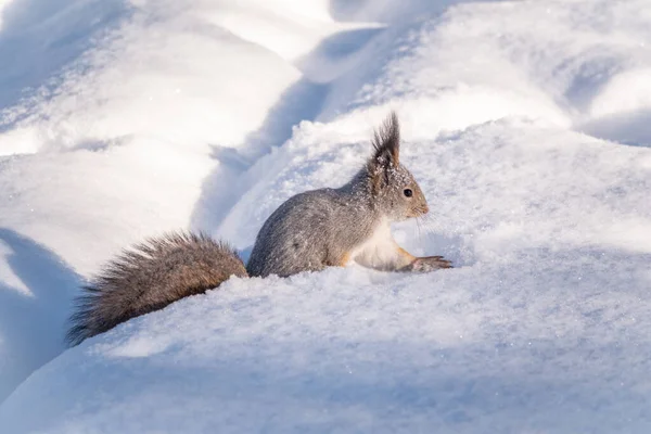 Squirrel Hides Nuts White Snow Winter Eurasian Red Squirrel Sciurus — Stock Photo, Image