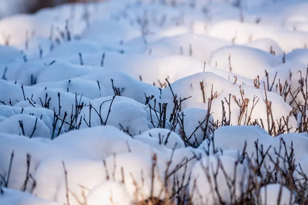 Thorny branches of trimmed bushes are covered with fresh snow. Copy space background