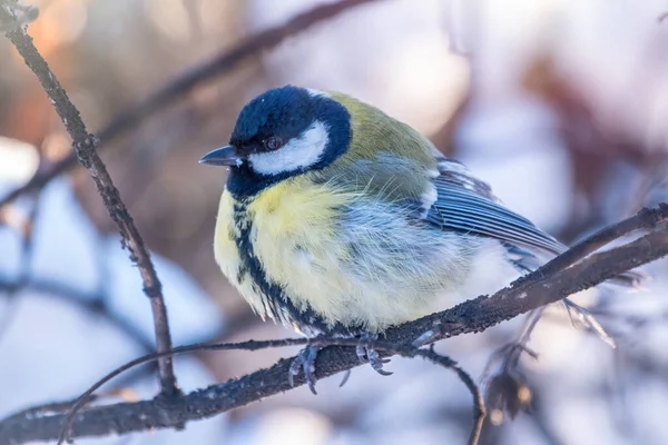 Cute bird Great tit, songbird sitting on a branch without leaves in the autumn or winter. Parus major