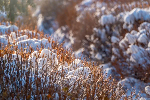 Thorny branches of trimmed bushes are covered with snow in sunset light with blured background. Copy space background