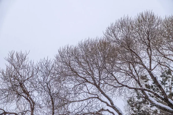 Winter Tree Branches Leaves Cloudy Sky Snowfall Natural Template Copy — Stock Photo, Image