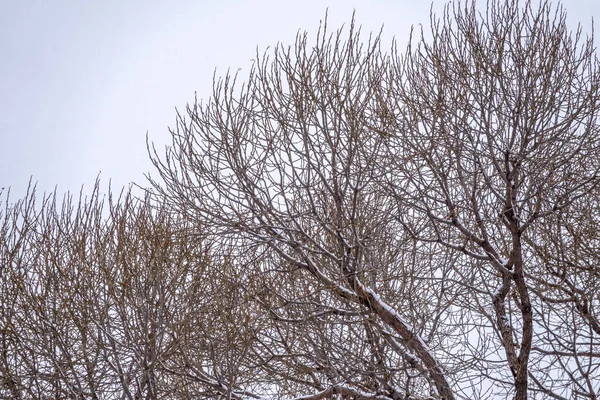 Ramos Árvore Inverno Sem Folhas Contra Céu Nublado Durante Queda — Fotografia de Stock