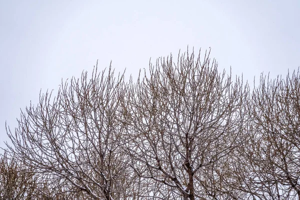 Ramos Árvore Inverno Sem Folhas Contra Céu Nublado Durante Queda — Fotografia de Stock