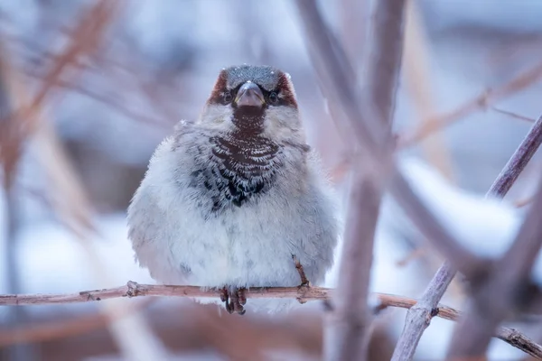 Sparrow Yaprakları Olmayan Bir Dalda Oturuyor Sonbaharda Kışın Bir Dalda — Stok fotoğraf