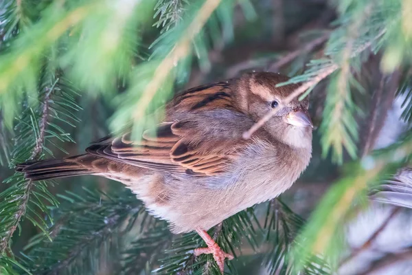 Sperling Sitzt Auf Einem Zweig Ohne Blätter Sperling Ast Herbst — Stockfoto