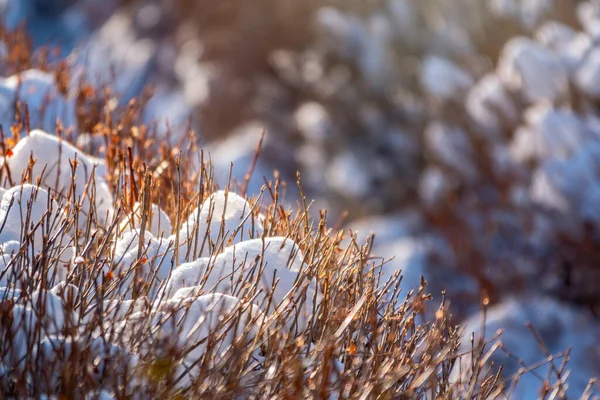 Las Ramas Espinosas Los Arbustos Recortados Están Cubiertas Nieve Luz —  Fotos de Stock
