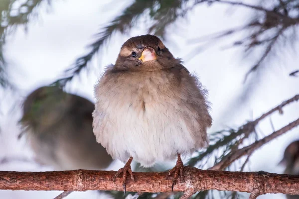 Sparrow Yaprakları Olmayan Bir Dalda Oturuyor Sonbaharda Kışın Bir Dalda — Stok fotoğraf