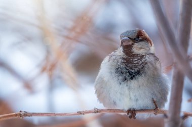 Sparrow yaprakları olmayan bir dalda oturuyor. Sonbaharda ya da kışın bir dalda serçe
