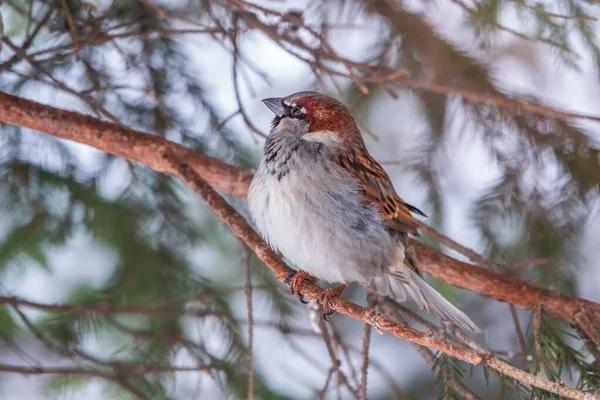 Sparrow Yaprakları Olmayan Bir Dalda Oturuyor Sonbaharda Kışın Bir Dalda — Stok fotoğraf