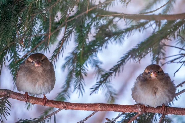 Zwei Spatzen Sitzen Auf Einem Zweig Ohne Blätter Spatzen Ast — Stockfoto