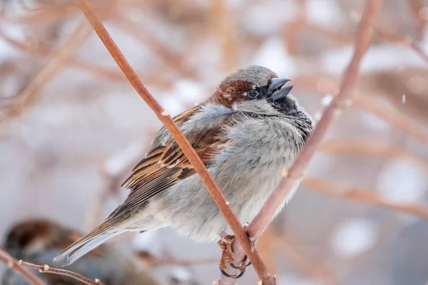 stock image Sparrow with open beak sits on a branch without leaves. Sparrow on a branch in the autumn or winter