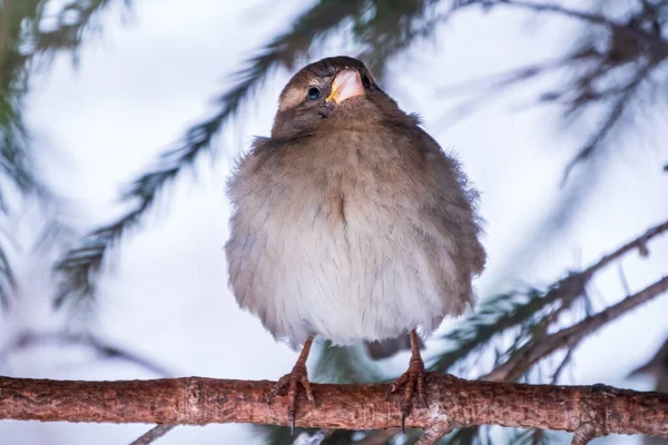 Sparrow Yaprakları Olmayan Bir Dalda Oturuyor Sonbaharda Kışın Bir Dalda — Stok fotoğraf