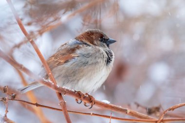 Sparrow yaprakları olmayan bir dalda oturuyor. Sonbaharda ya da kışın bir dalda serçe