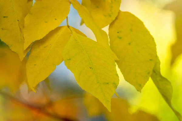 Yellow autumn ash leaves in a forest. Selective focus. Blurred autumn nature background. Autumn leaf color
