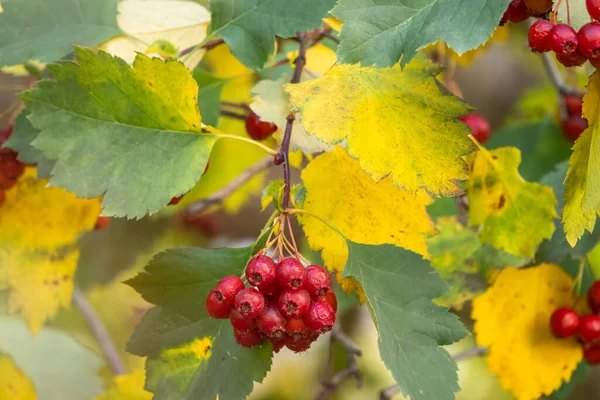 Φθινοπωρινό Κλαδί Λευκάκανθου Κόκκινα Μούρα Και Κίτρινα Πράσινα Φύλλα Θολό — Φωτογραφία Αρχείου