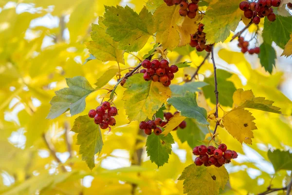 Ramo Espinheiro Outono Com Bagas Vermelhas Folhas Verdes Amarelas Fundo — Fotografia de Stock