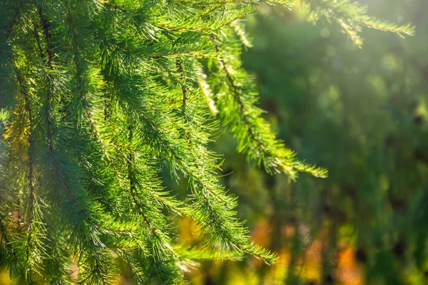 Larch Κλαδιά Φθινόπωρο Πράσινο Και Κίτρινο Φόντο Φύλλα Φθινόπωρο Φυσικό — Φωτογραφία Αρχείου